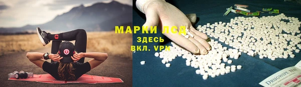 стаф Губаха